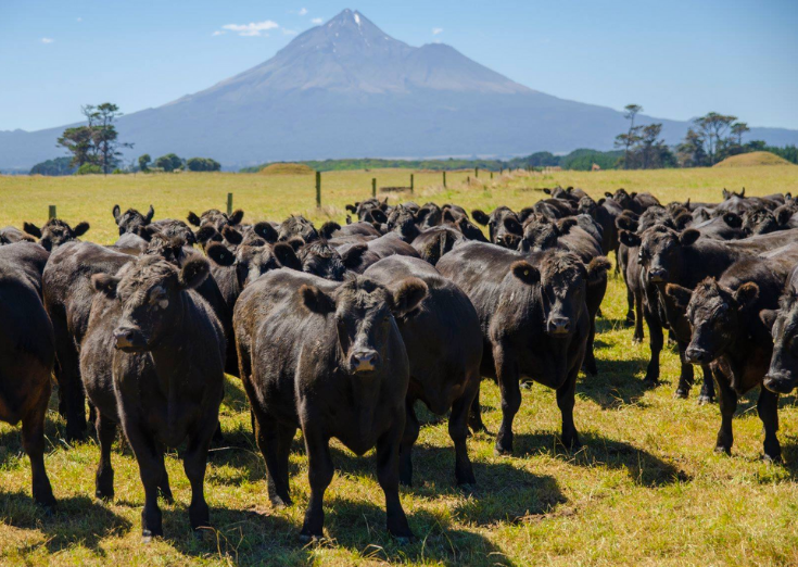 Woodburn Beef, New Zealand