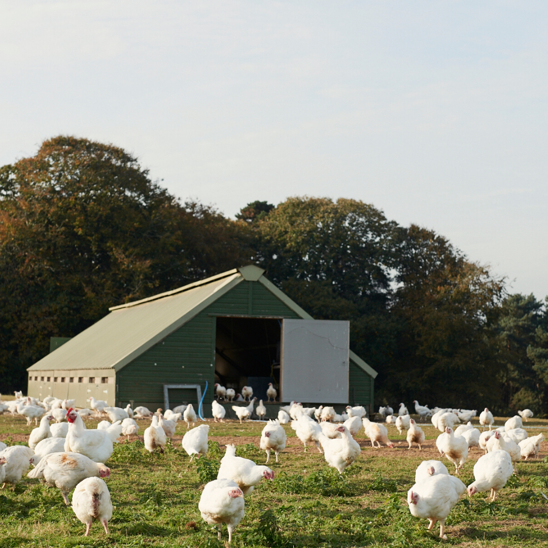 Factory Farms  - A Pandemic Threat in Waiting