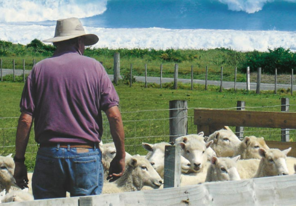 Coastal Lamb, New Zealand