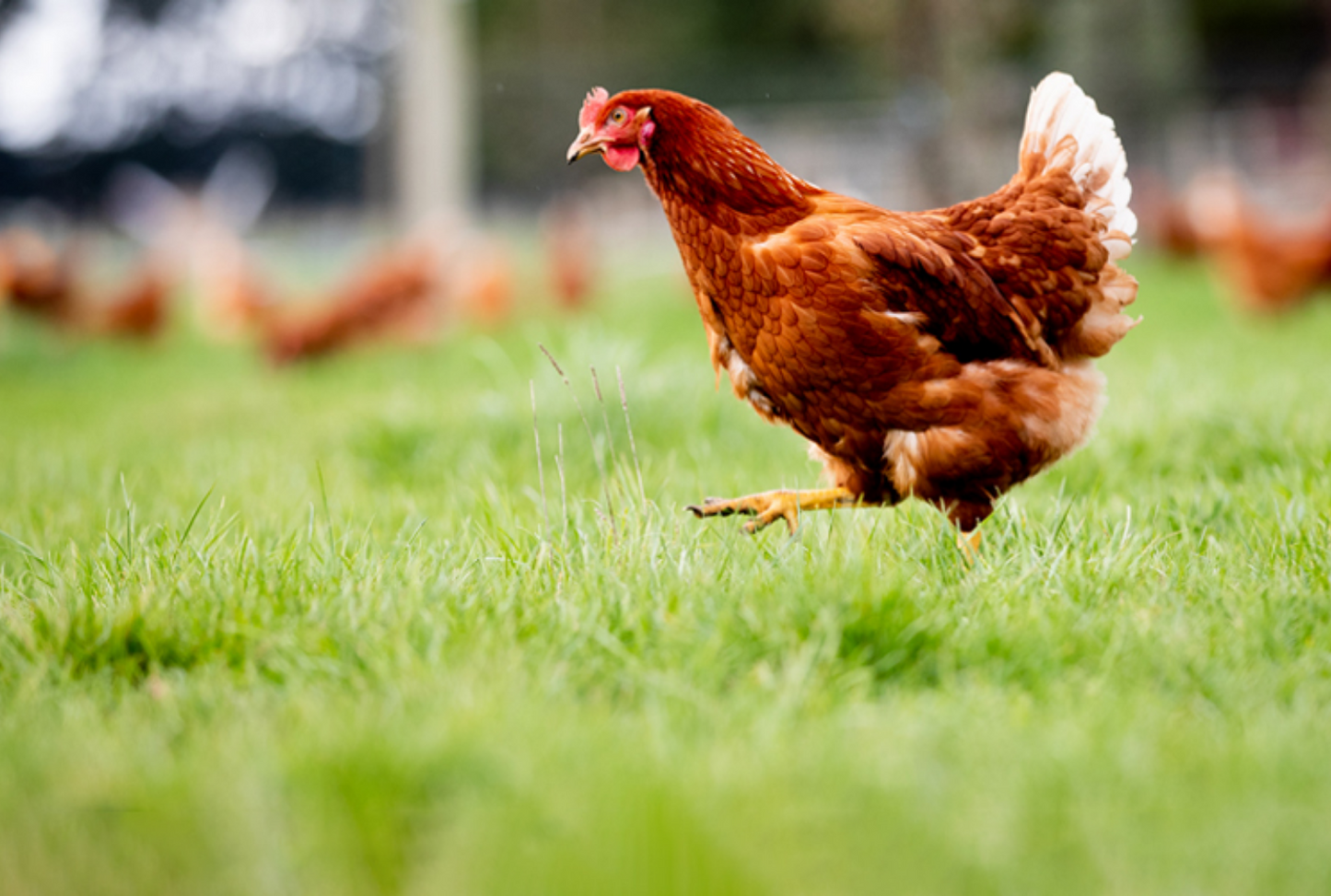 Free range eggs from a farm in New Zealand