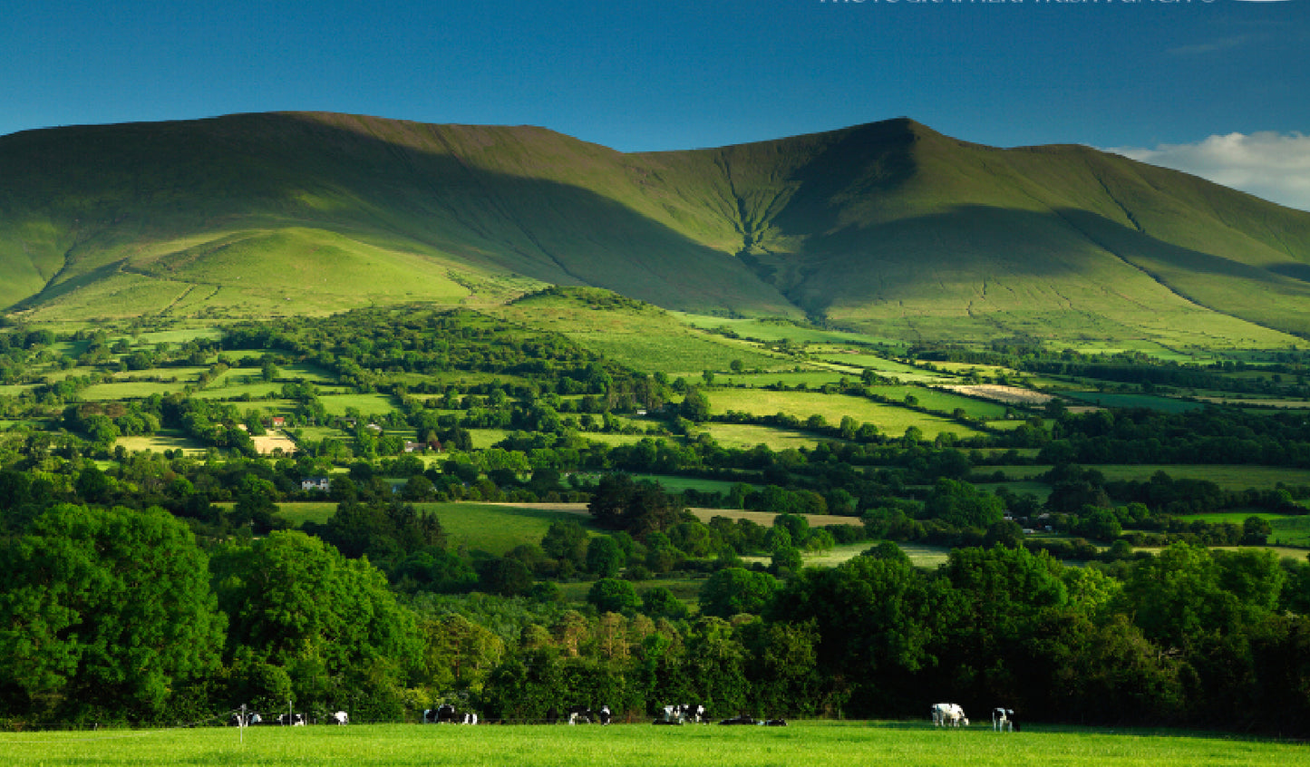 New Launch - Good Herdsmen 100% Organic Irish Beef