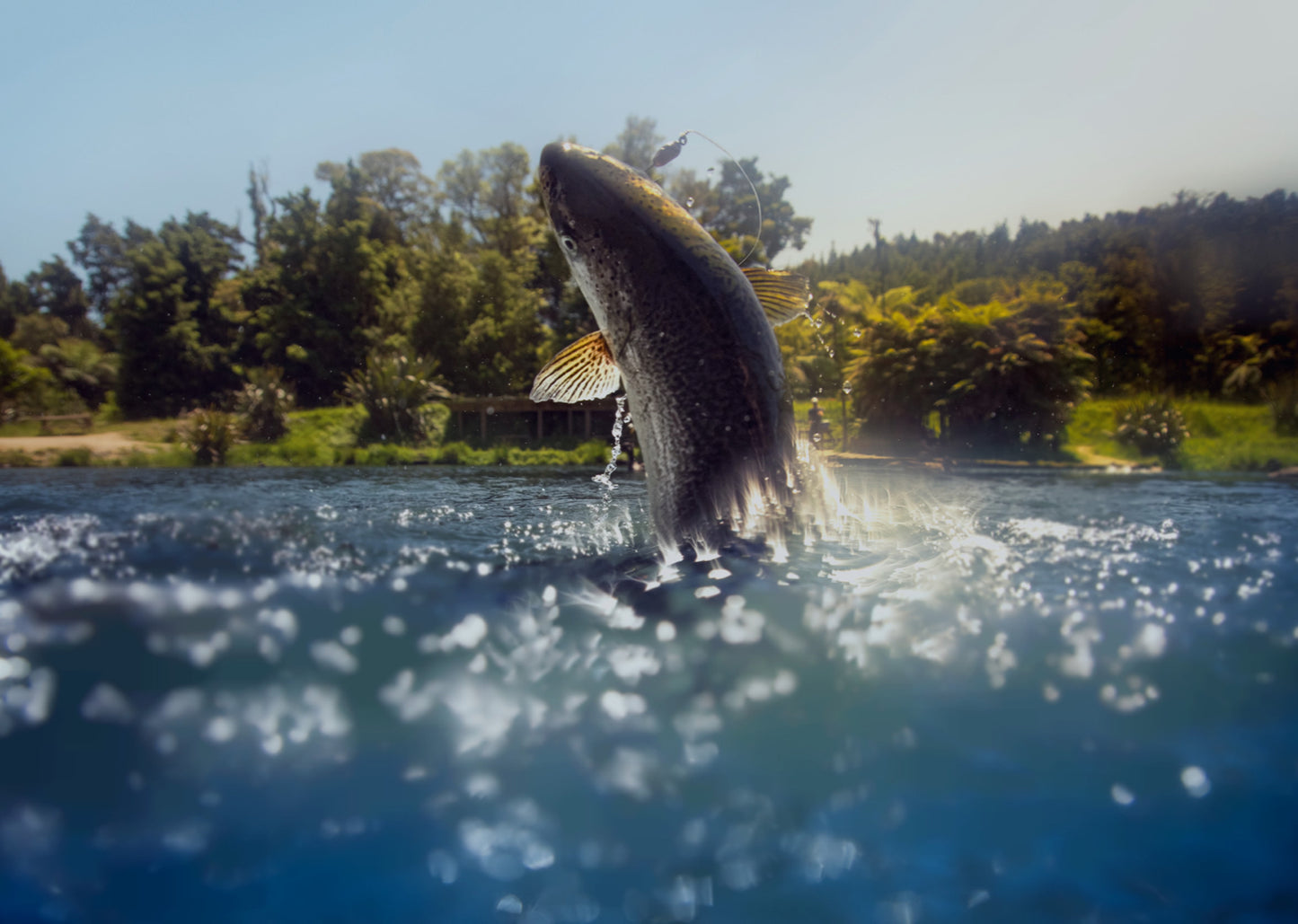 Solander Fish, New Zealand