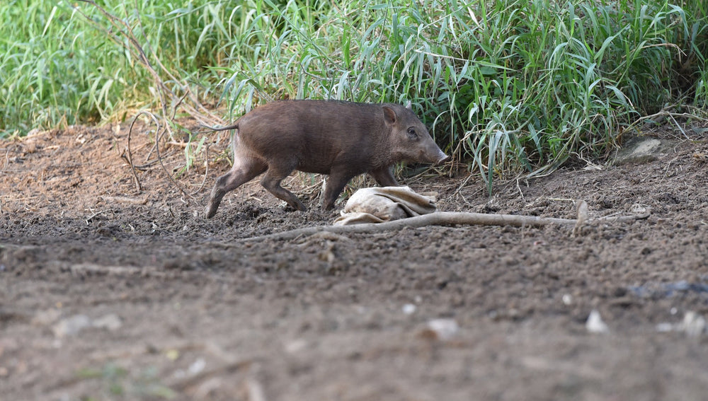 Speaking Of Pigs ... Check Out The Wild Boars Around Singapore!