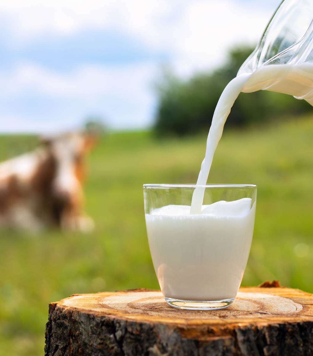 Full Cream Milk